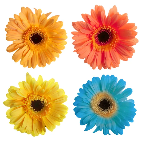 Eine Reihe von Gerbera-Blumen — Stockfoto