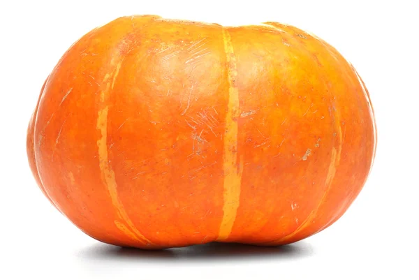 Single fresh pumpkin — Stock Photo, Image