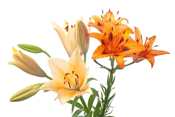 Lillies freschi colorati — Foto Stock