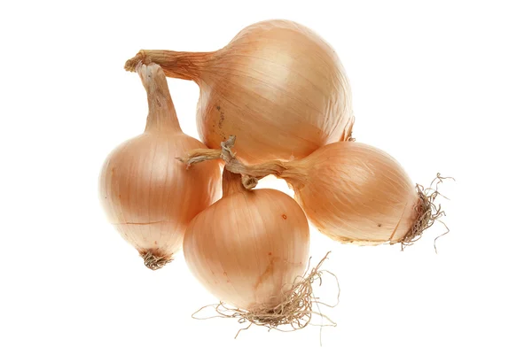 Four onions — Stock Photo, Image