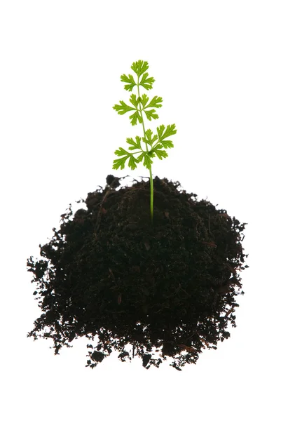 Young green plant — Stock Photo, Image