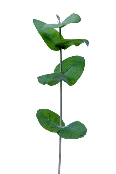 Eucalyptus leaves — Stock Photo, Image