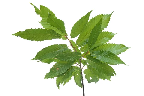 Ramo di foglie verdi castagno — Foto Stock