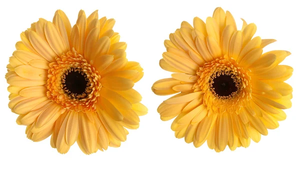 Deux fleurs Gerbera jaunes — Photo