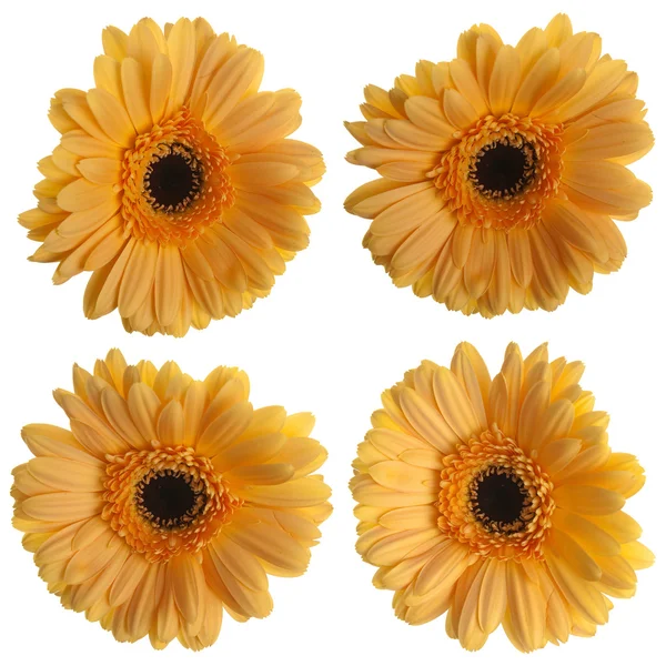 Conjunto Flores Gerberas Amarillas Aisladas Sobre Fondo Blanco —  Fotos de Stock