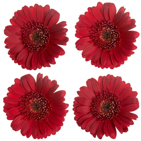 Set von roten Gerbera-Blüten — Stockfoto