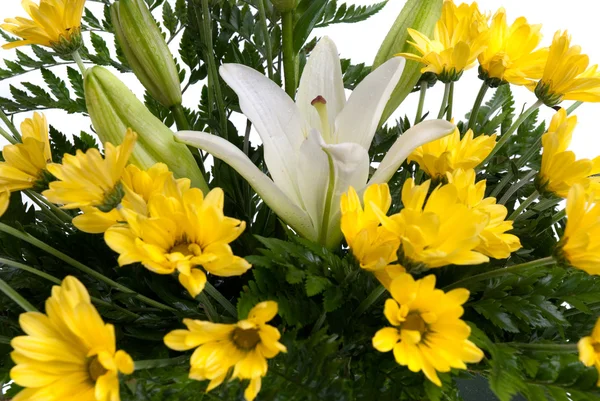 Podrobné žluté sedmikrásky květin — Stock fotografie