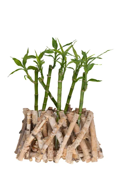 Groene Bamboe Geïsoleerd Witte Achtergrond — Stockfoto