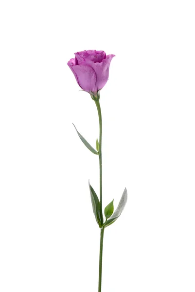 Schöne Rosa Blume Isoliert Auf Weiß — Stockfoto