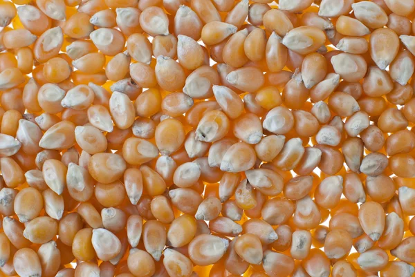 Corn Closeup Seamless Background — Stock Photo, Image