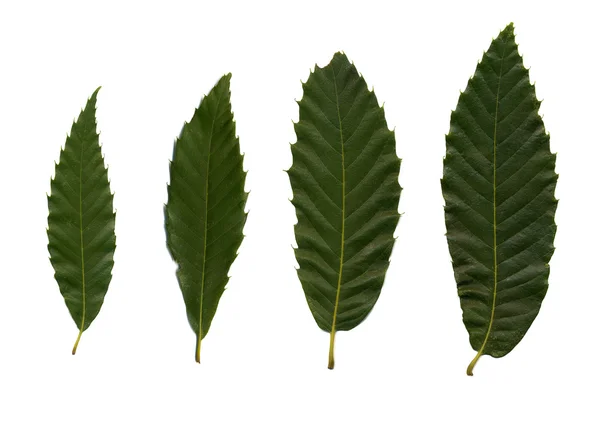 Four green leafves of chestnut — Stock Photo, Image