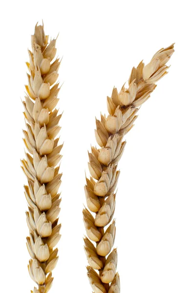 Детали Пшеницы Изолированы Белом Фоне — стоковое фото