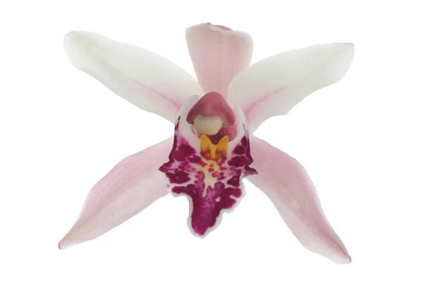 Schöne Rosa Orchidee Isoliert Auf Weißem Hintergrund — Stockfoto