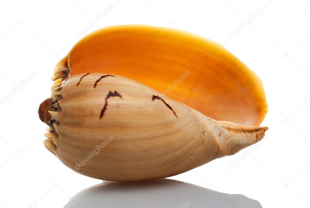 Sea shell on white reflective background.