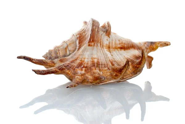 海贝壳白色反光背景上 — 图库照片