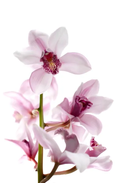 Makro Piękny Różowy Storczyk Phalaenopsis Białym Tle — Zdjęcie stockowe