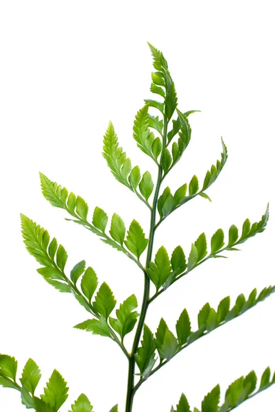 Fern Leaf Isolated White Background — Stock Photo, Image