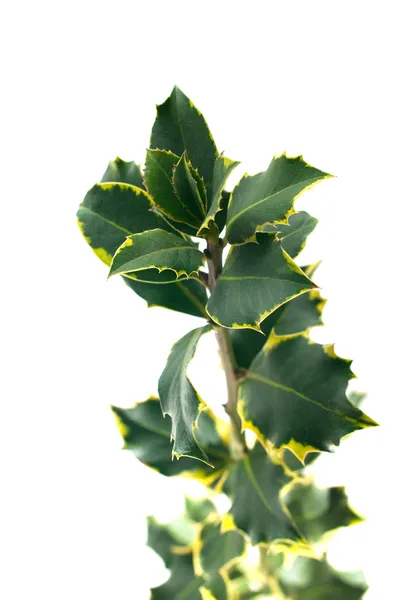 Holly Větve Listy Izolované Bílém Pozadí — Stock fotografie