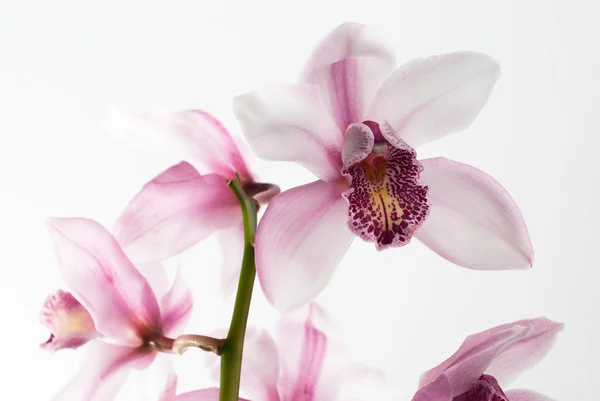 White and pink orchids — Stock Photo, Image