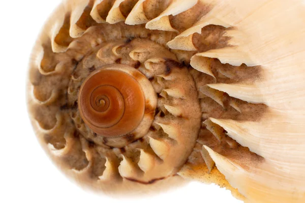 Sea shell macro detail — Stockfoto