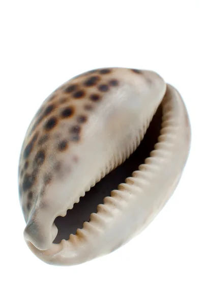 Seashell Med Mörka Fläckar Isolera Vit Bakgrund — Stockfoto
