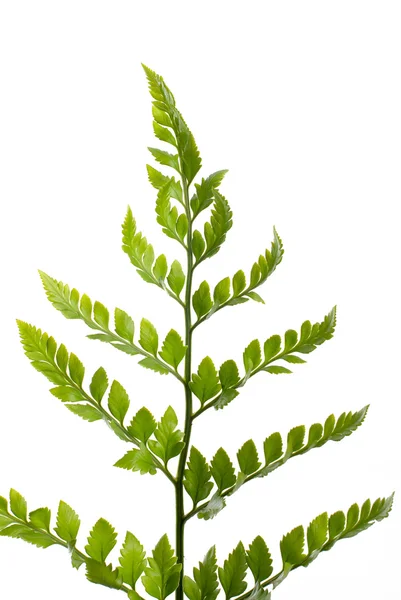 Fern leaf — Stock Photo, Image