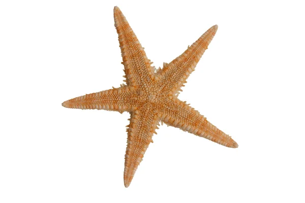 Deniz Yıldızı Beyaz Arkaplanda Izole — Stok fotoğraf