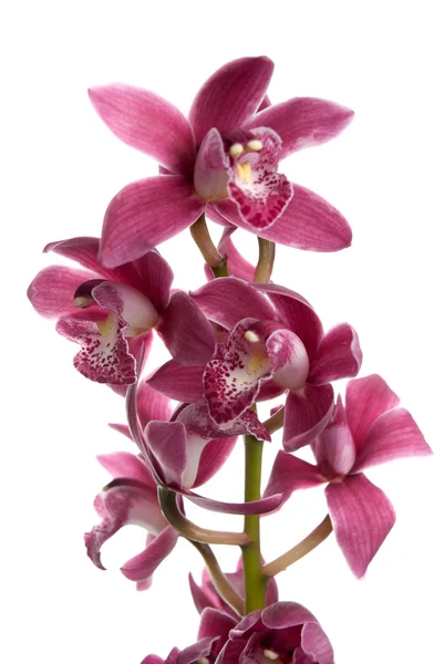 Růžová Orchidej Izolované Bílém Pozadí — Stock fotografie