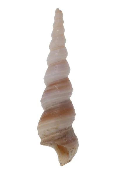 Turritella seashell — Stock Photo, Image