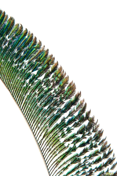 孔雀羽毛的细节 — 图库照片