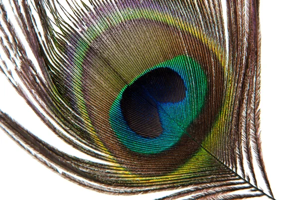 孔雀羽目の白い背景で隔離の詳細 — ストック写真