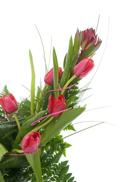 Detalhe Tulipa Vermelha Fundo Embaçado Verde Branco — Fotografia de Stock