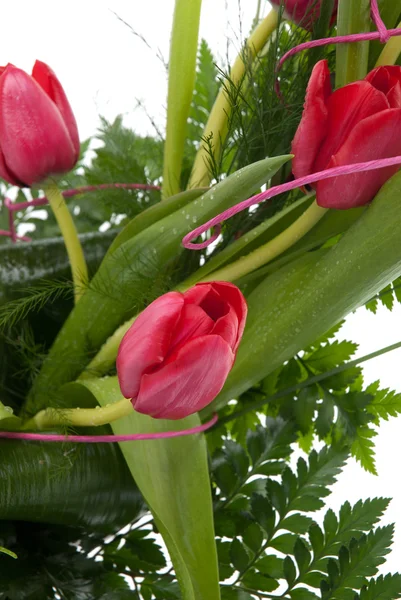 Rode tulip detail — Stockfoto