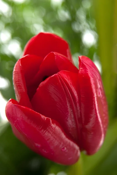 Detalhe tulipa vermelha — Fotografia de Stock