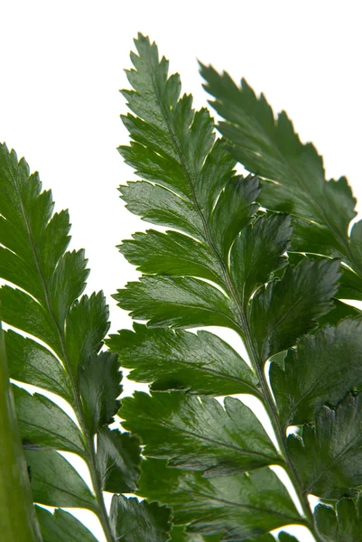 Fern Leaf Detail Isolated White Background — Stock Photo, Image