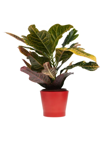 Zimmerpflanze Auf Roter Vase Isoliert Auf Weißem Hintergrund — Stockfoto