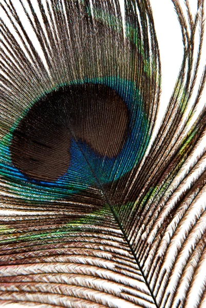 Dettaglio della piuma di pavone — Foto Stock