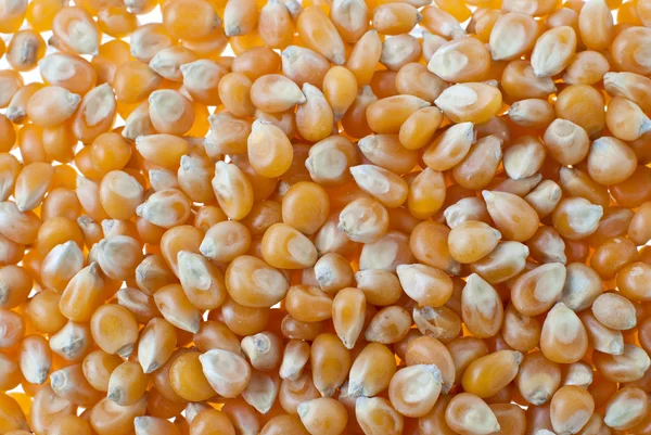 Corn closeup — Stock Photo, Image