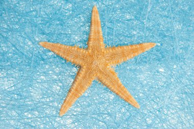 Sea star clipart