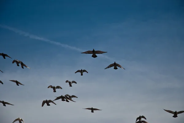 stock image Flying pigeons