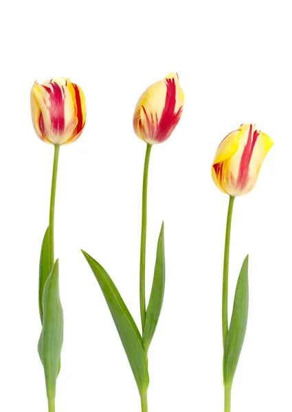 Tres tulipanes amarillos y rojos — Foto de Stock