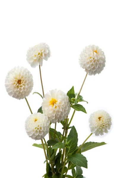 White dahlias — Stock Photo, Image