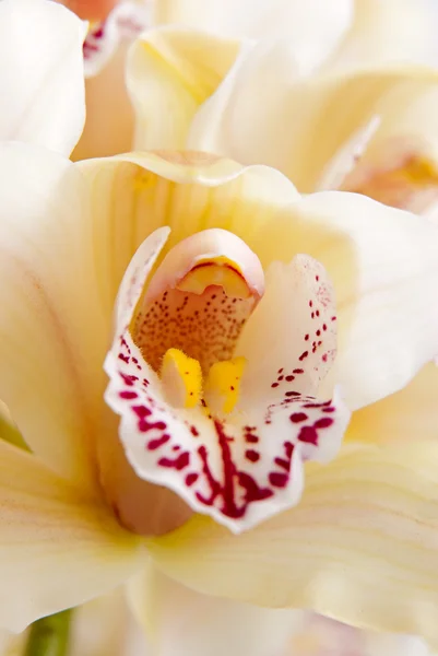 Orchid flower close-up, selective focus — Stock Photo, Image