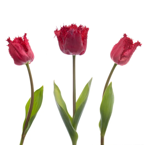 Tres tulipanes rojos — Foto de Stock