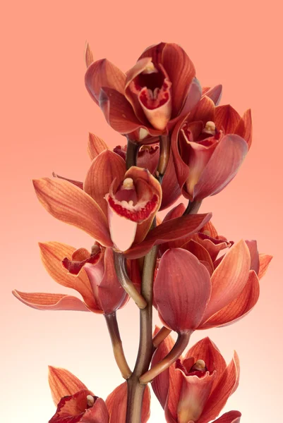 Orchidea rosa — Foto Stock