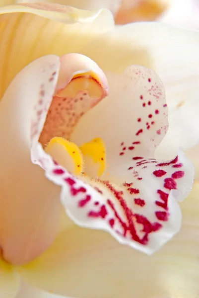 蘭の花のクローズ アップ、選択と集中 — ストック写真