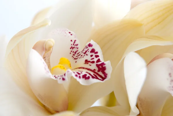 Orkidé närbild, selektiv inriktning — Stockfoto