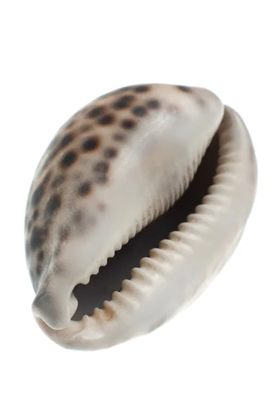Seashell ile siyah noktaları — Stok fotoğraf