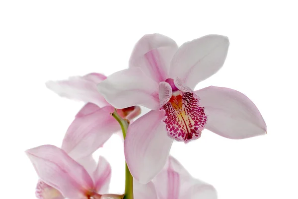 White and pink orchids — Stock Photo, Image