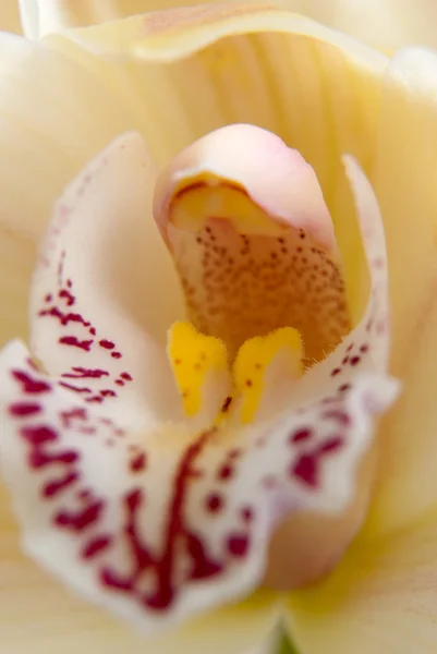 Orkide çiçek yakın çekim, seçici odak — Stok fotoğraf